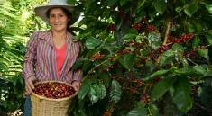 Behind the Coffe Beans: The Journey From Farm to Cup