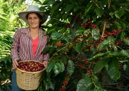 Behind the Coffe Beans: The Journey From Farm to Cup