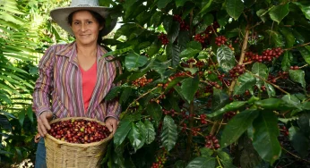 Behind the Coffe Beans: The Journey From Farm to Cup
