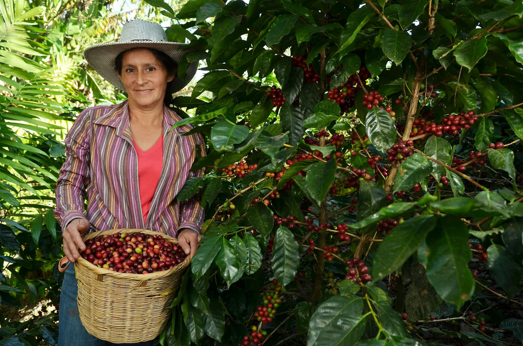 Behind the Coffe Beans: The Journey From Farm to Cup